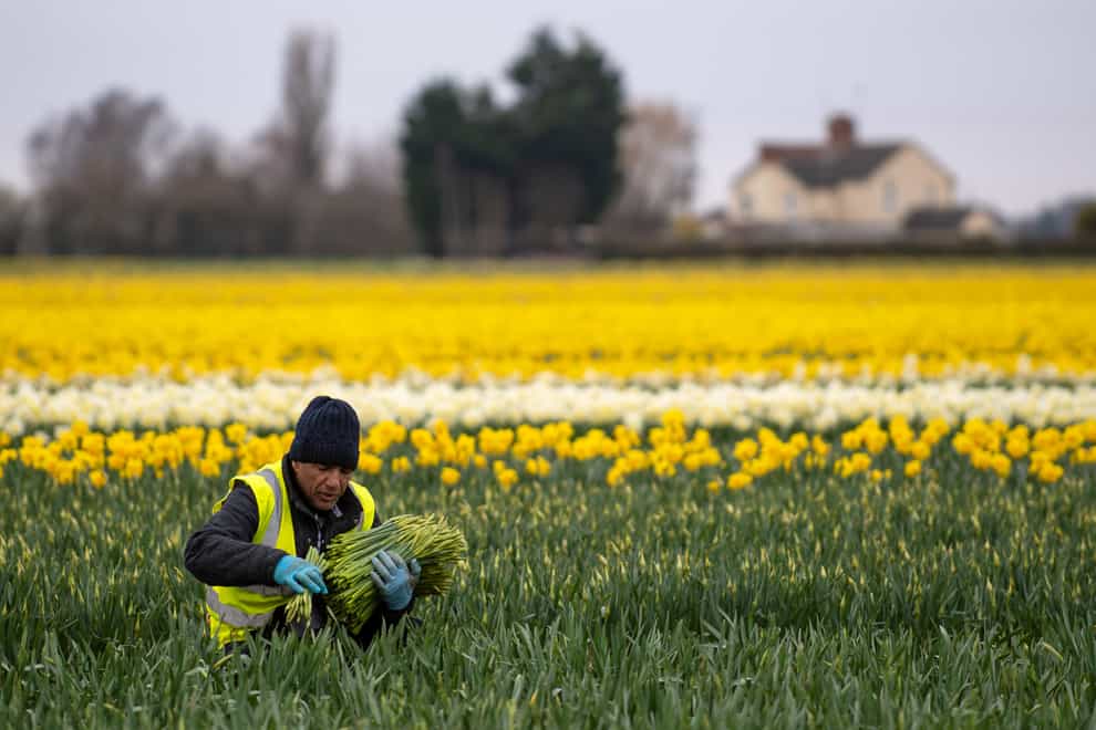 Workers pick daffodils in a field