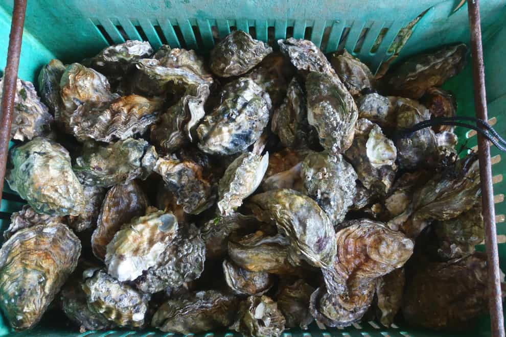 Wild oysters