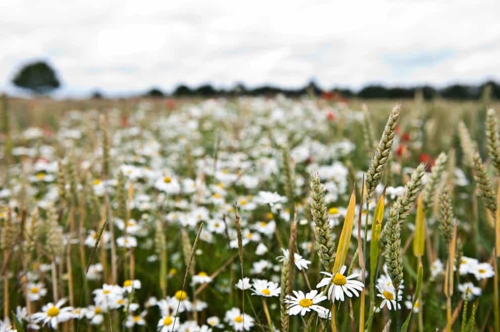 A herbicide-free wheat plot