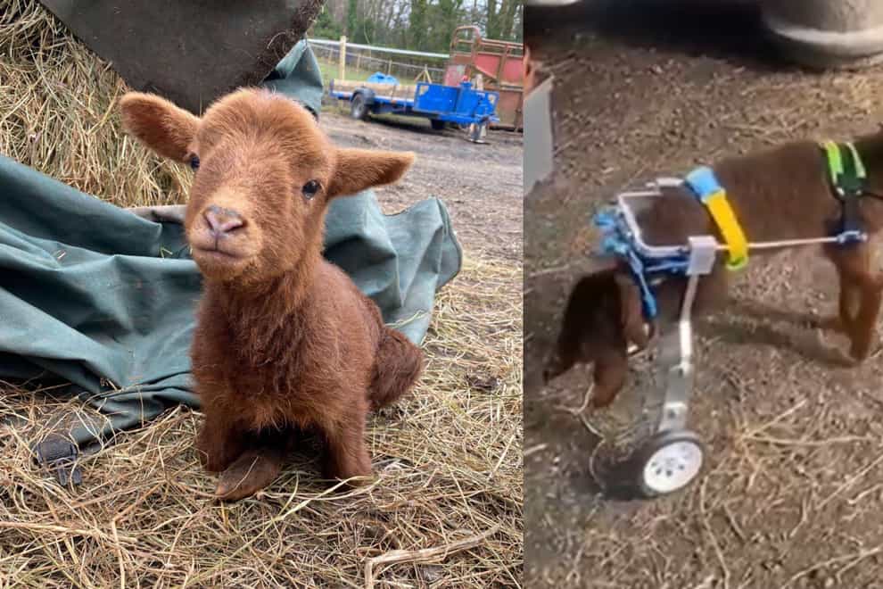 Steven the lamb lost the use of his back legs, and now walks with the help of wheels