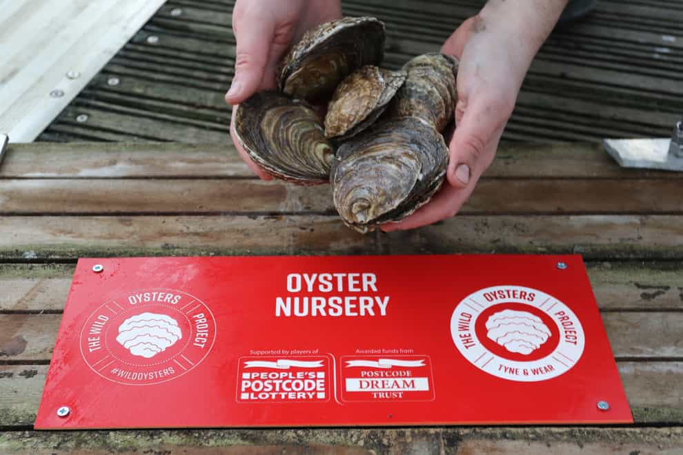 Oysters held by an Oyster Nursery sign
