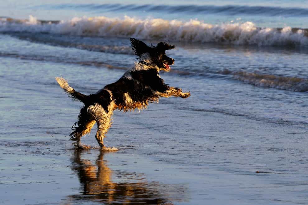 A dog plays on the beach