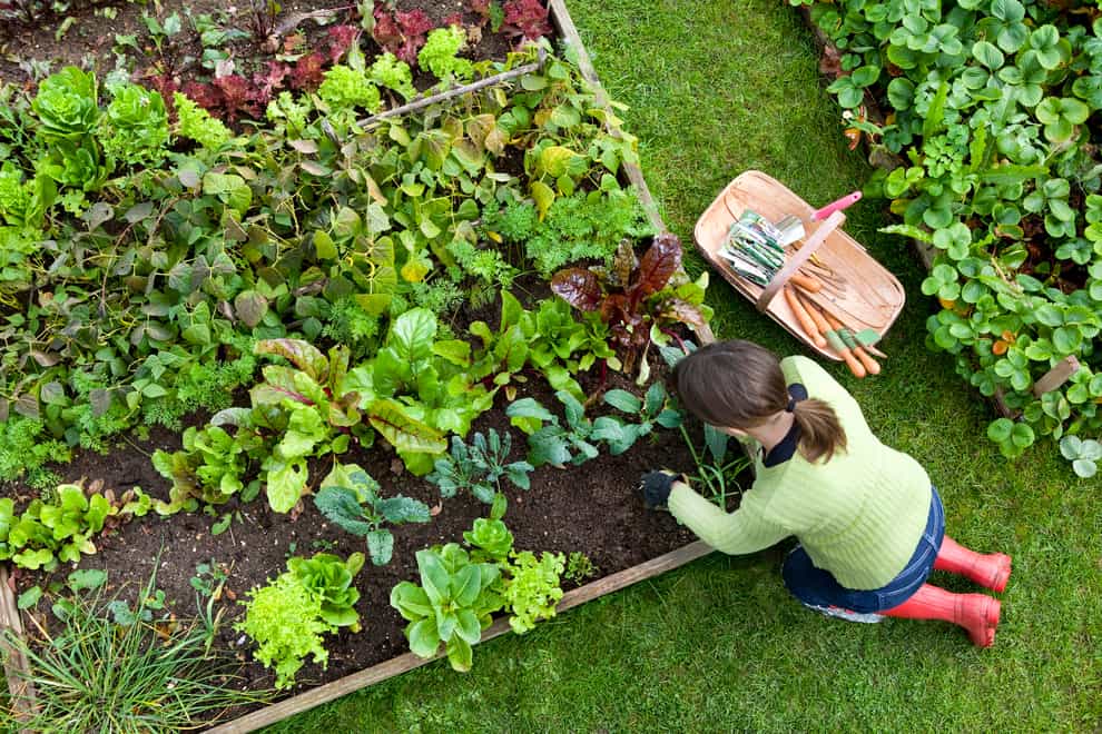 woman gardening at a raised bed