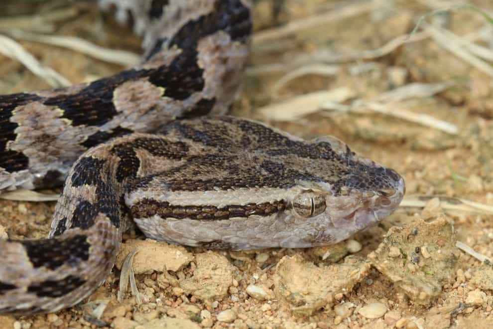 Scientists used venom glands collected from the Taiwan habu snake
