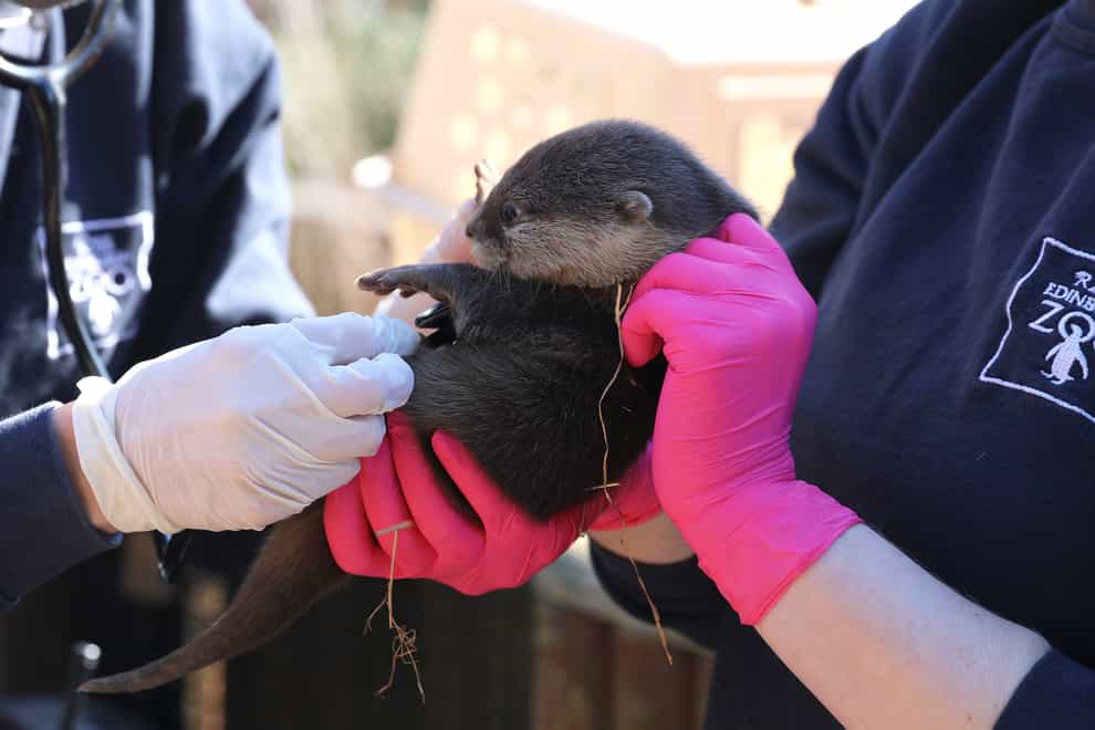 Otter pup having health check