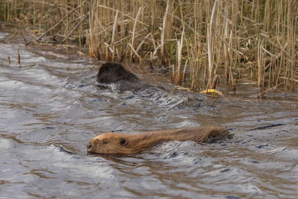 The beavers take to the water at Cors Dyfi Nature Reserve (Emyr Evans/Montgomeryshire Wildlife Trust/PA)