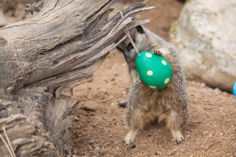 A meerkat enjoys an Easter treat