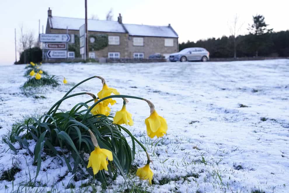 Daffodils wilt in the cold after snow fell overnight on Easter Monday in Slayley, Northumberland