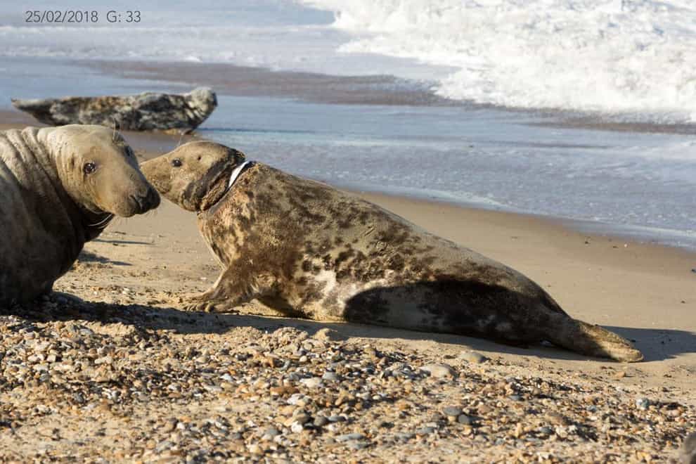 A seal known as Mrs Vicar, due to the white plastic round her neck, was first seen off the coast of Norfolk in 2018. (Glenn Mingham/ PA)