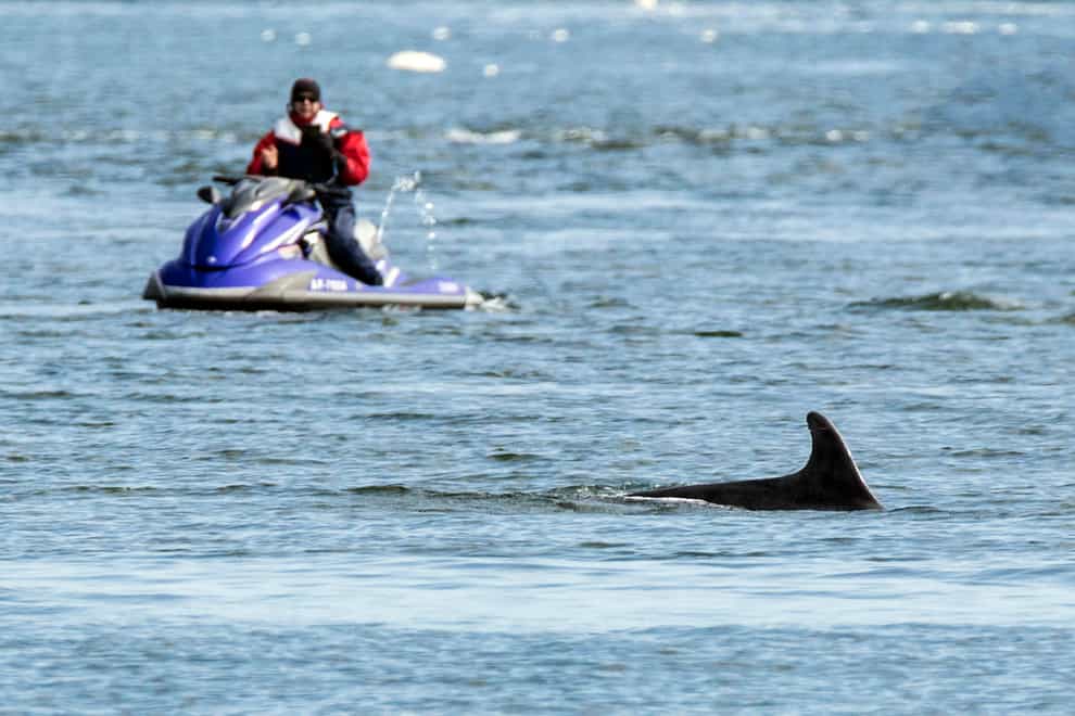 A jet ski in close proximity to a dolphin in the sea