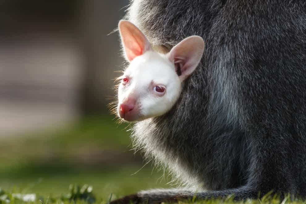Albino baby wallaby
