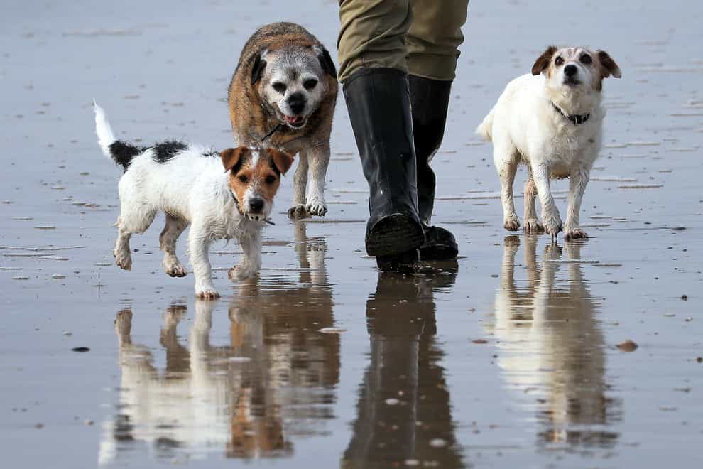 A man walks his dogs along the beach at Camber Sands in East Sussex