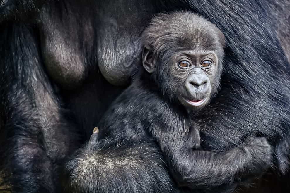 The baby gorilla