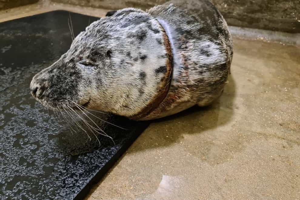 Gnocchi the seal was rescued at Walton-on-the-Naze in Essex after he got a discarded plastic bag caught round his neck. (RSPCA/ PA)