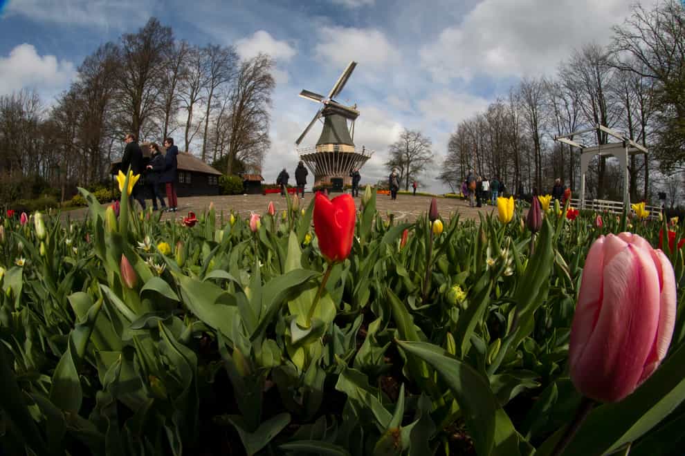 Far fewer visitors than normal are seen at the world-famous Keukenhof garden in Lisse, Netherlands