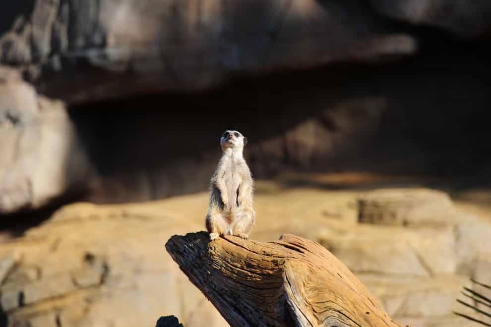A meerkat at Colchester Zoo (PA)