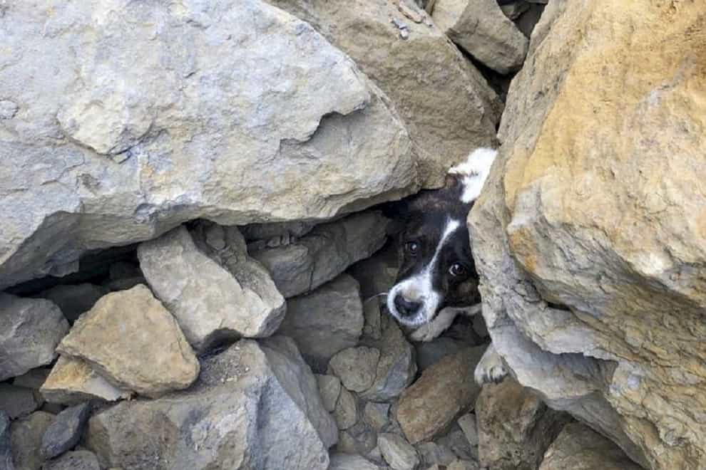 A Jack Russell trapped under rocks