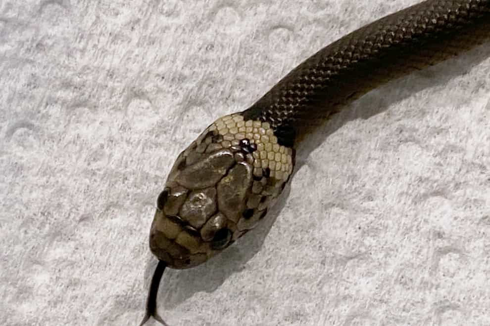 A pale-headed snake is photographed in Sydney