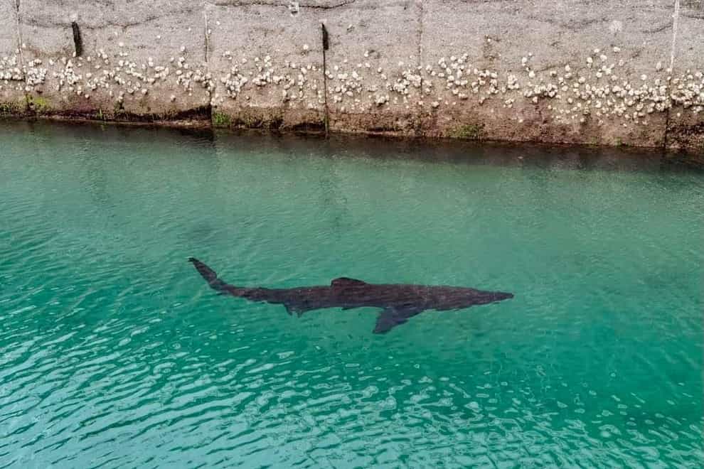 Basking shark in Torquay Marina