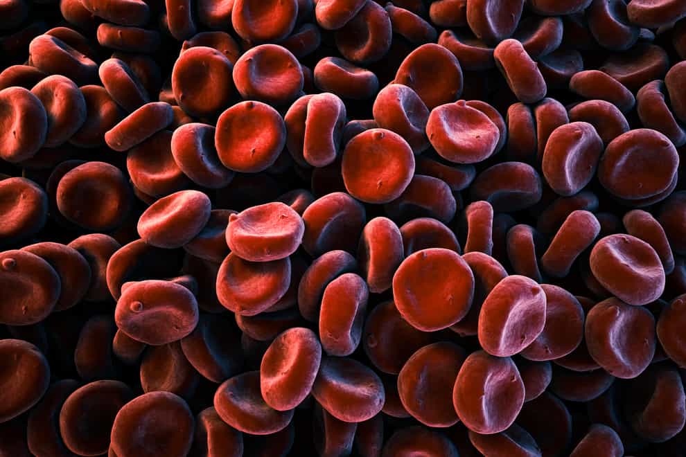 Close-up of image of red blood cells