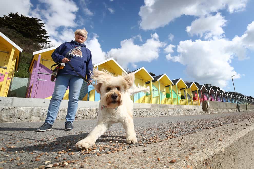 Angela Dillon takes Lily, a Miniature Goldendoodle, for a walk in the sunshine past the newly refurbished beach huts in Folkestone, Kent