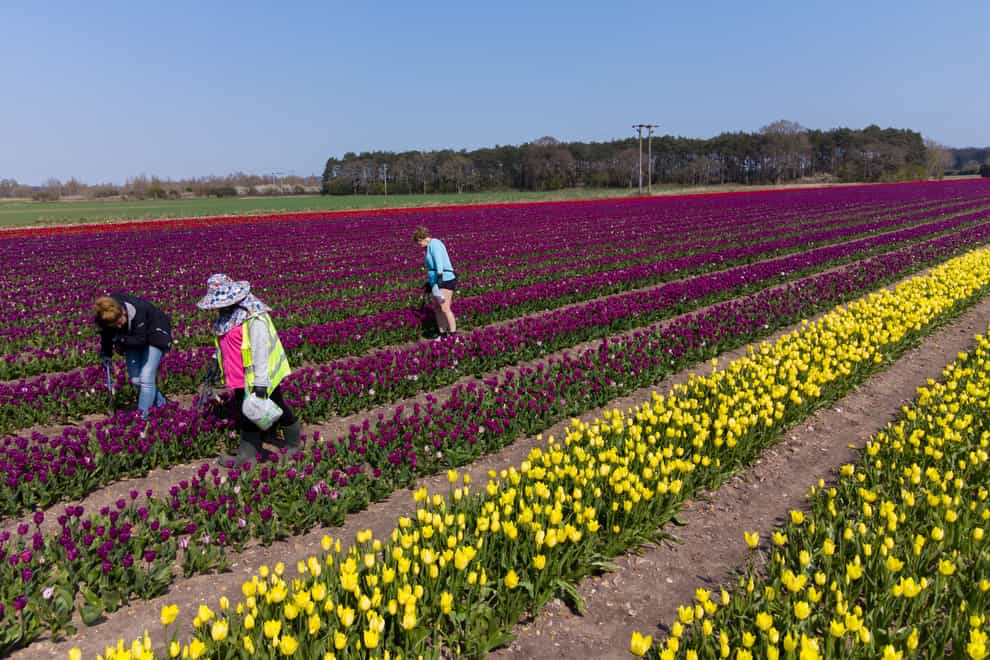 Workers make their way along rows of tulips which have burst into colour in fields near King's Lynn in Norfolk. (Joe Giddens/ PA)