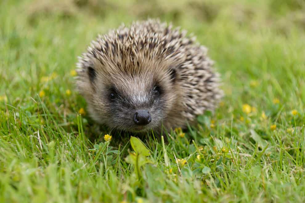 Native hedgehog in grass (Dave Cooper/Hedgehog Street/PA)