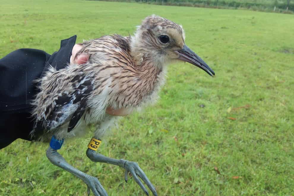 a curlew chick