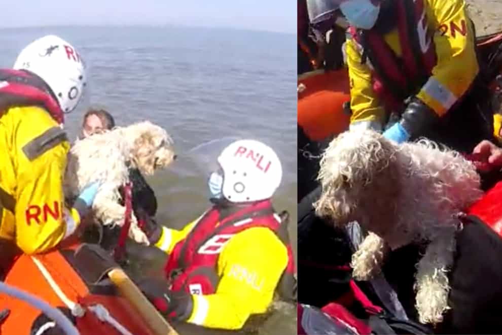 Two dogs and walker rescued after being swept out by tide