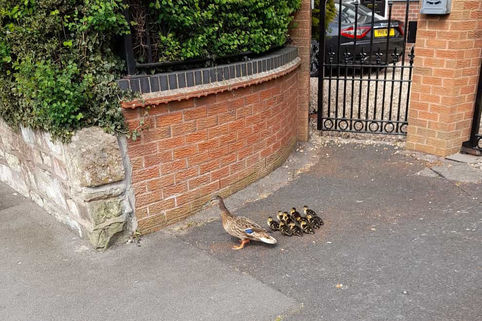 A mother duck and her ducklings