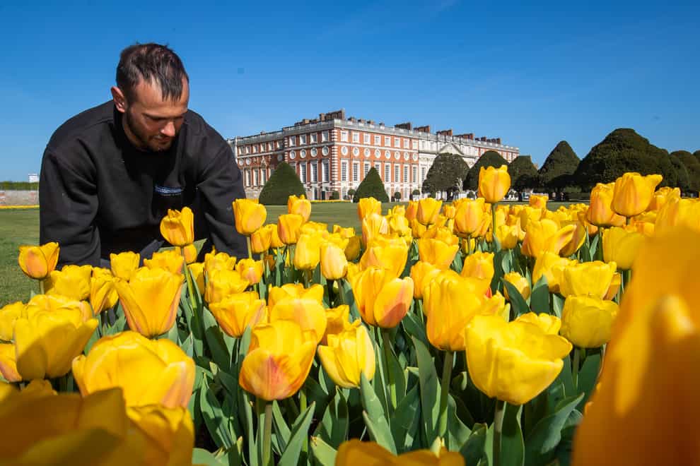 Tulip festival at Hampton Court Palace