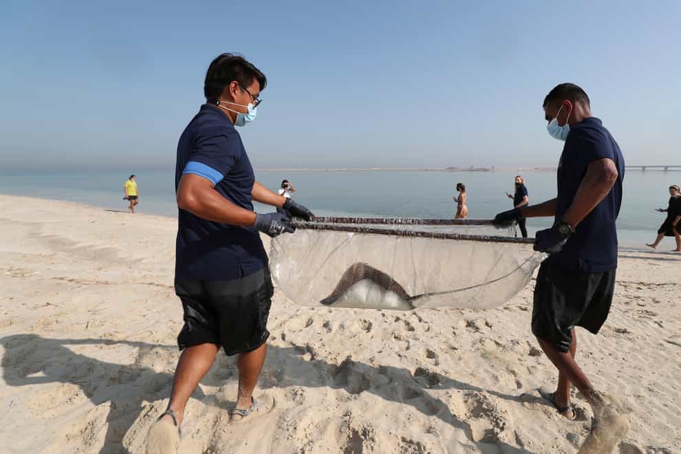 A stingray being transferred to the Persian Gulf waters as part of a conservation project by the Atlantis Hotel at the Jebel Ali Wildlife Sanctuary in Dubai, United Arab Emirates