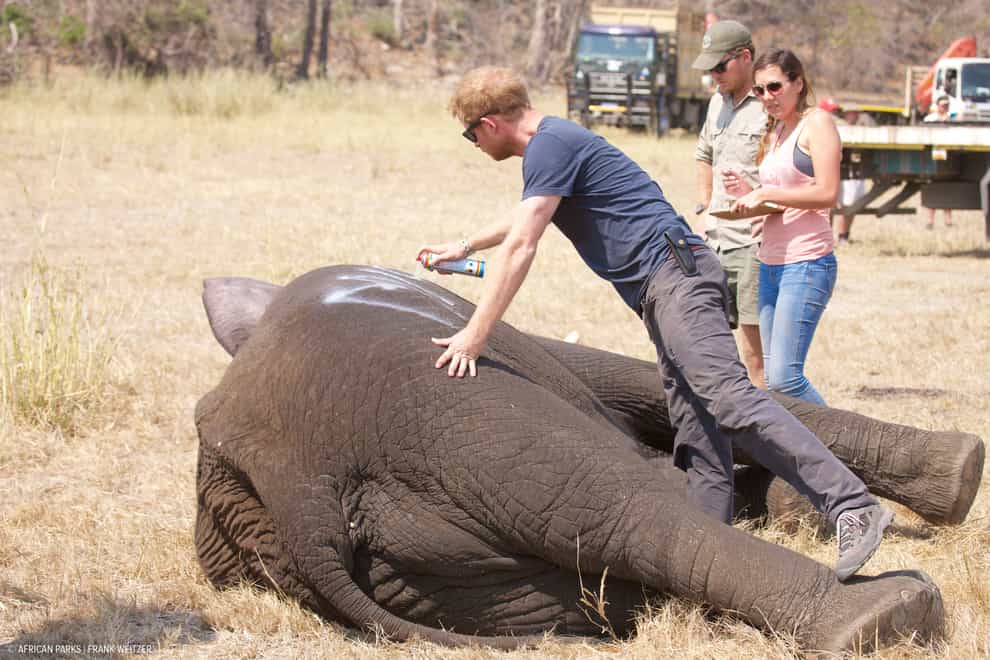Prince Harry in Africa.