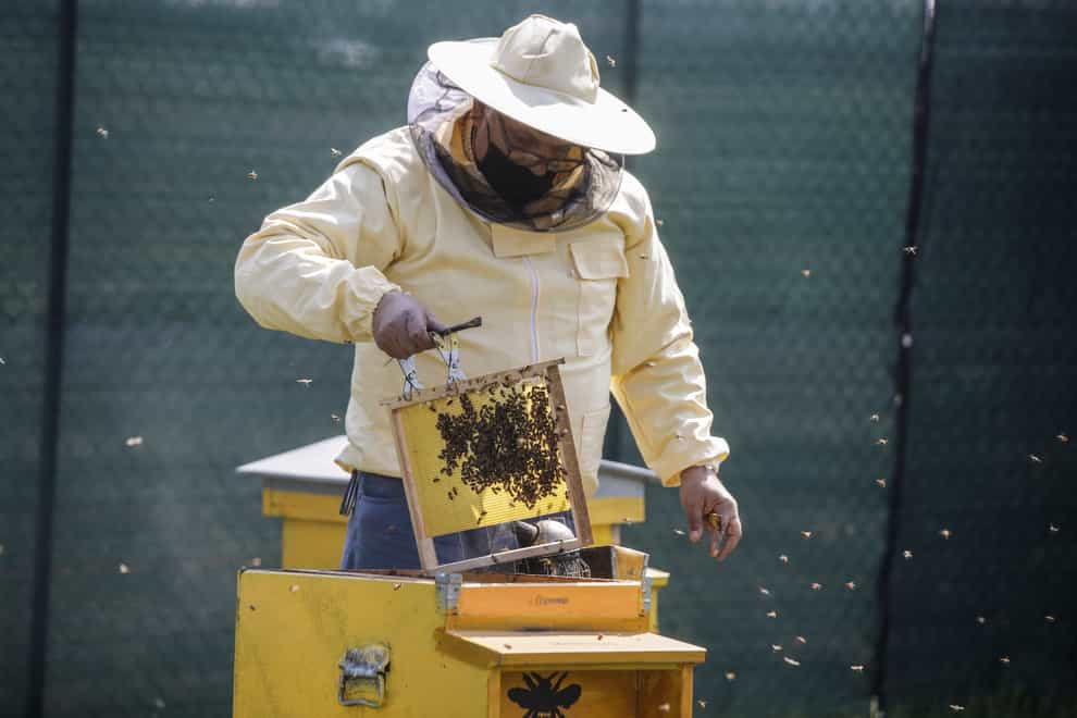 Beekeeper Francesco Capoano moves a frame from a hive at an apiary in Milan, Italy
