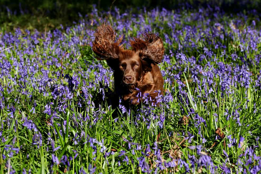 A spaniel named Pickle jumps through a blanket of bluebells near their peak at the National Trust’s Basildon Park near Goring-on-Thames in Berkshire, where careful management of the estate’s ancient woodland by trust staff and volunteers enables the bluebells to thrive (Jonathan Brady/PA)