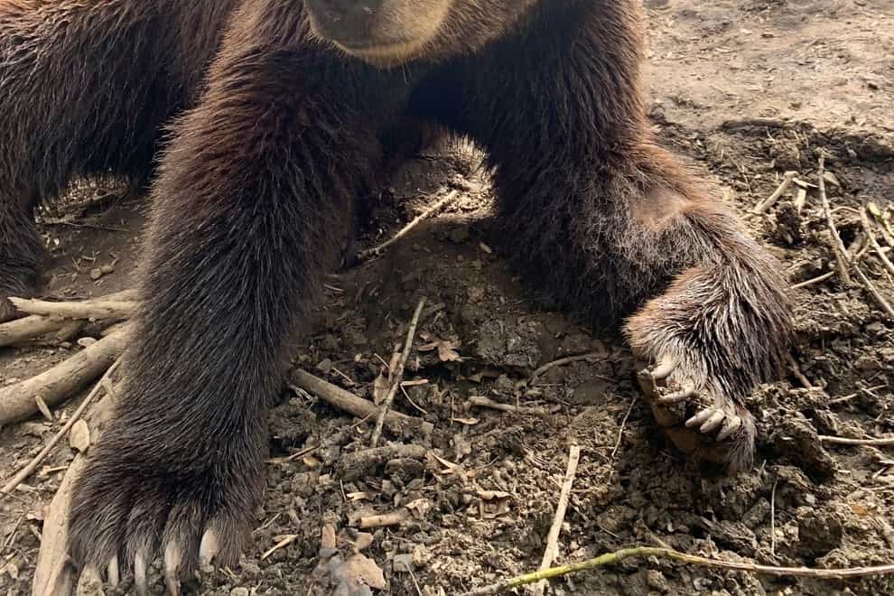 Neo the brown bear