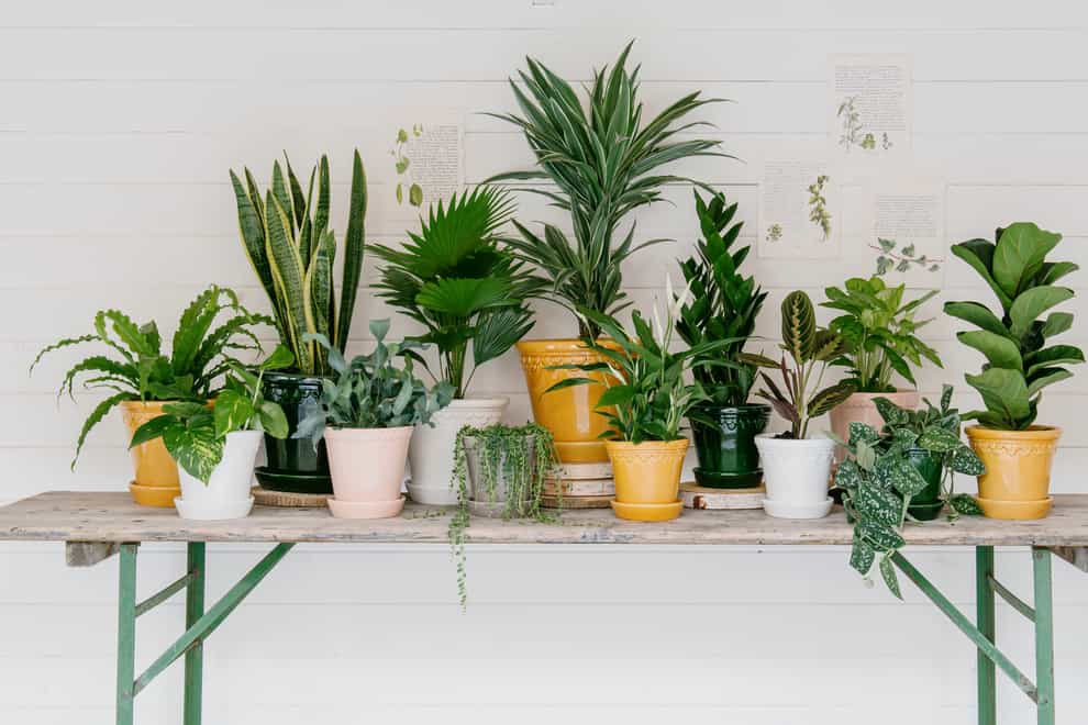 A line of houseplants on a table (Beards & Daisies/PA)
