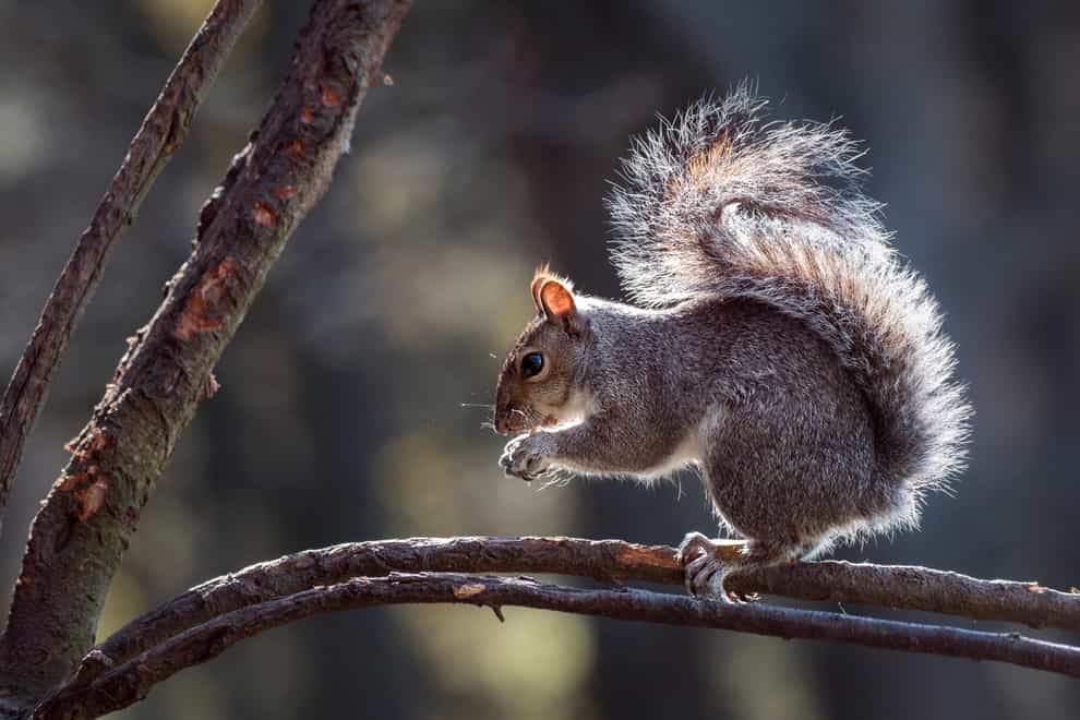 Grey Squirrel eating a nut
