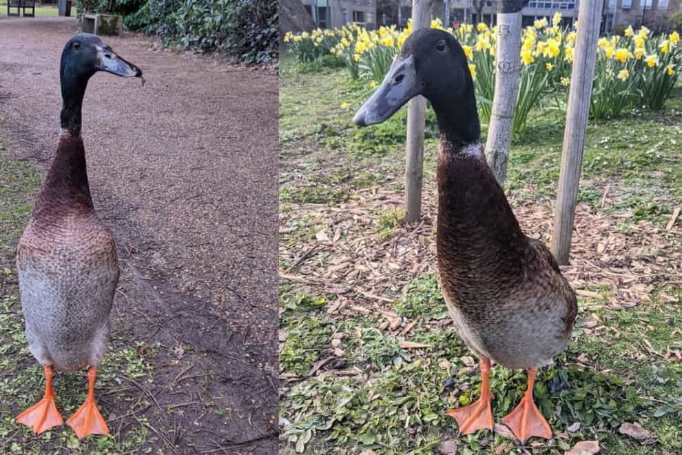 Tall duck goes viral for impressive stature