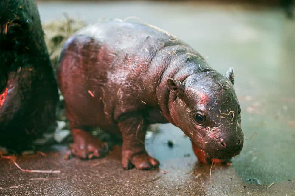 Pygmy hippo calf