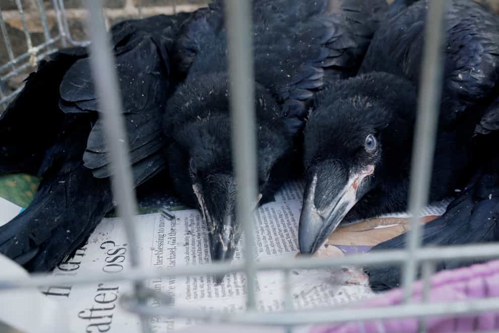 Two baby ravens peer through a cage - they are lying on newspaper with their eyes open