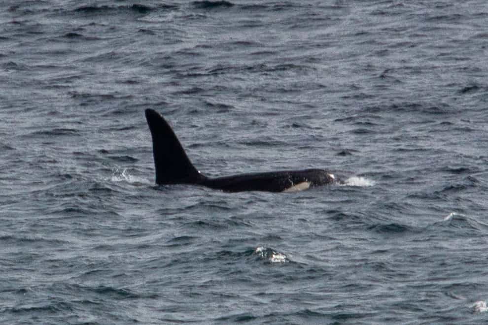 Killer whale Aquarius off the west coast of Cornwall