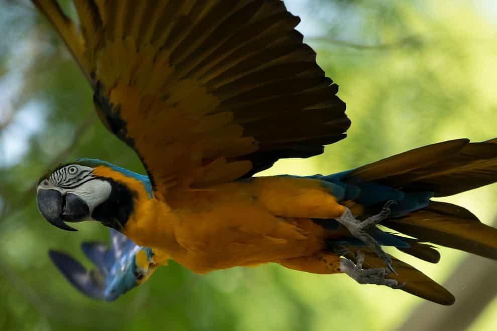 A blue-and-yellow macaw that zookeepers named Juliet flies outside the enclosure where macaws are kept at BioParque, in Rio de Janeiro, Brazil