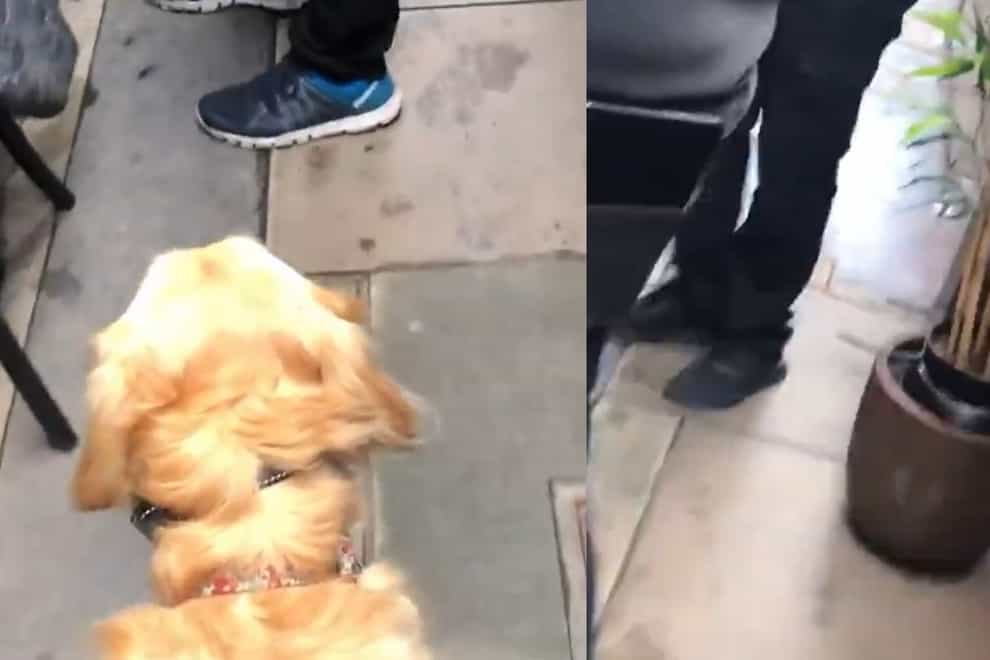 Ava the guide dog meets a number of obstacles while walking with Amy in Soho