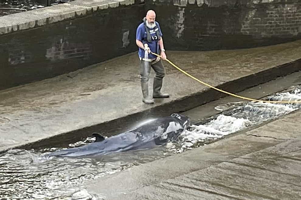 A small whale, believed to be a Minke whale, being hosed down after it stranded at Richmond Lock and Weir on Sunday