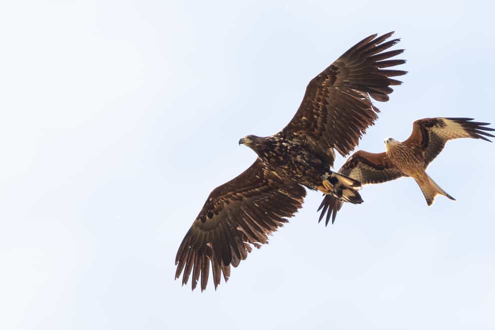 A white-tailed eagle and a red kite, seen here with a red kite