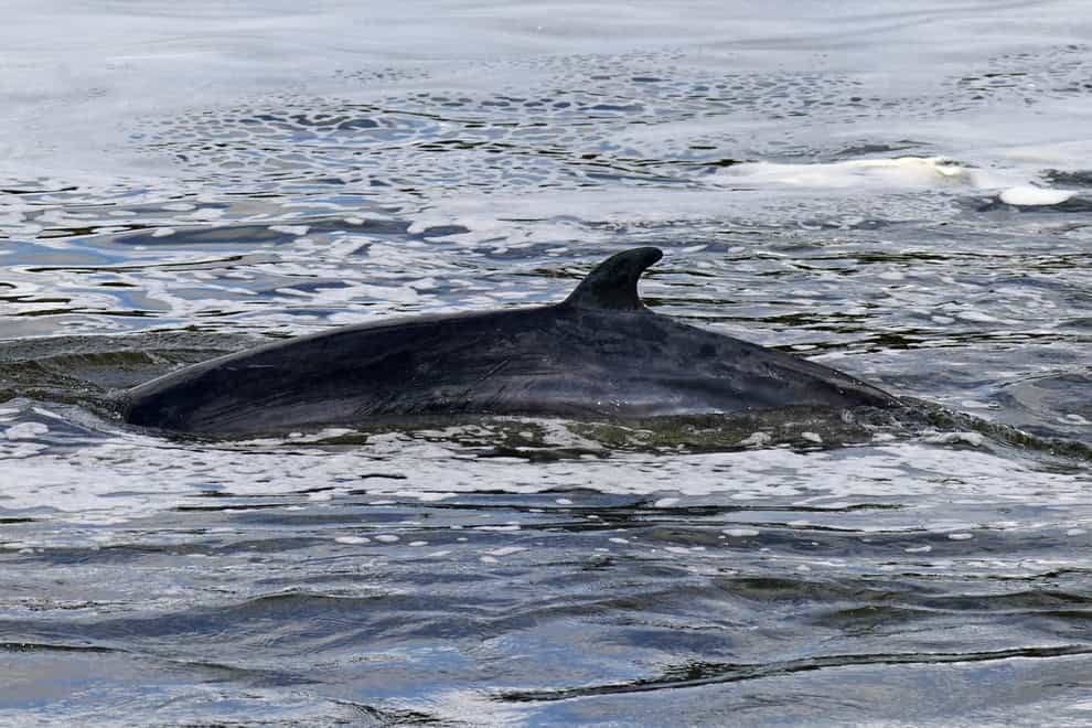 Minke whale in the Thames