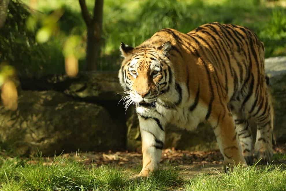 Tiger walks