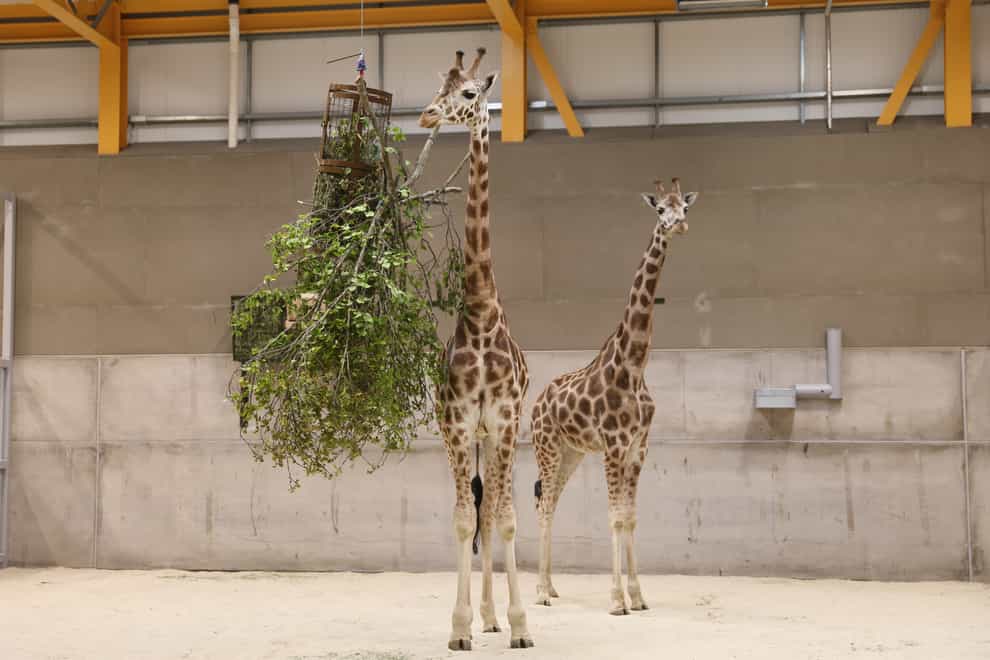Male giraffes called Ronnie and Arrow
