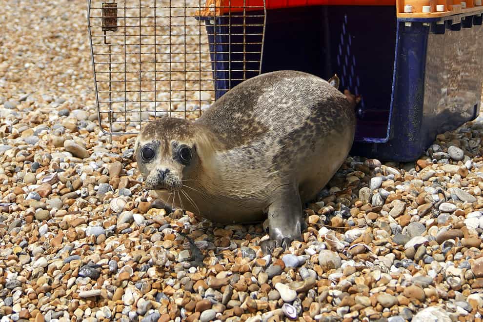 Injured seal released